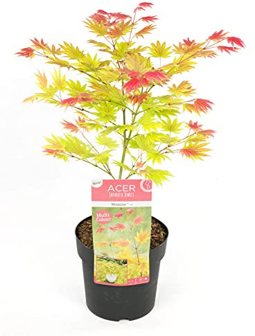 Plant in a Box - Acer palmatum 'Moonrise' - Japanischer Ahorn Winterhart - Topf 19cm - Höhe 40-50cm