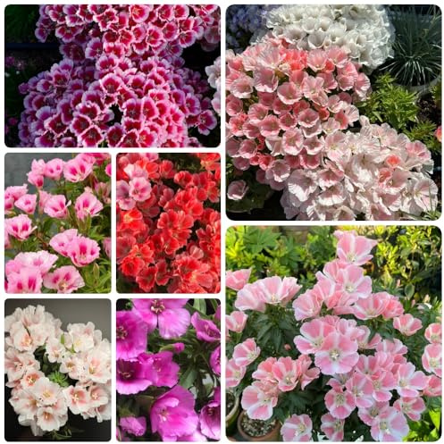 Semillas de azalea de verano, invernaderos de balcón resistentes para el jardín variedades antiguas 100pcs