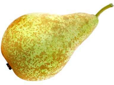 Päronträd Conference ca. 120 cm – Pyrus communis 'Conference' – höstlampa – vinterhård, självfruktbar, aromatisk, bärkraftig – fruktträd i kruka för trädgård och terrass