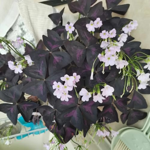 bulbi di oxalis triangularis - resistenti esterno giardino appartamento decorazione 6pcs