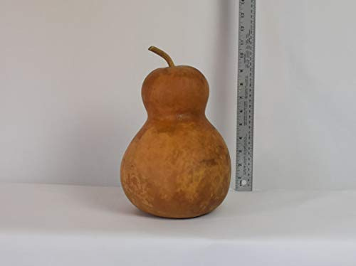 Dried Hard Shell Bottle Gourd - 7 Diameter