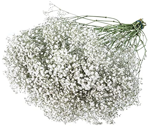 Frisches Schleierkraut weiß 25 Stiele für Hochzeit, Wohnzimmer und Blumensträuße - Frische Schnittblumen