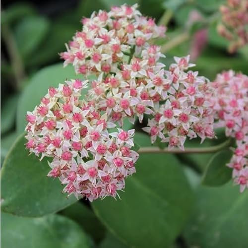 6x Orpin 'Matrona' – Sedum ‘Matrona’ – Godet 9x9cm | Fleurs roses foncées, tiges rouges