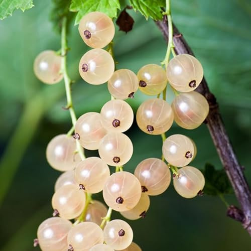 Currant Tree Live Plant for Growing, 1 Year Old, Currant Berries Fruit Tree, Currant Plant Live for Planting Your Garden, Currant Bush Live (White Currant)