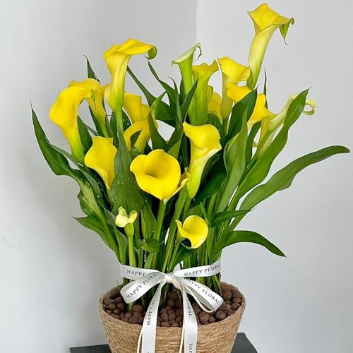 2bulbi di calla perenni resistenti - giardino, forniture di calle, primaverile, rara rustiche per da giardino