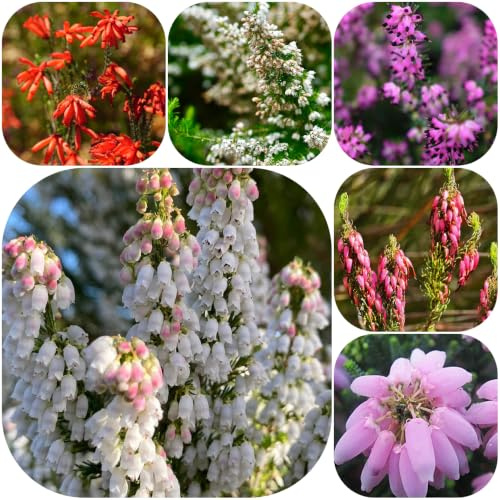 semillas de brezo - de balcón semillas con en decoración sala estar jardín rocas primavera jardín exótico raro lugares 50pcs