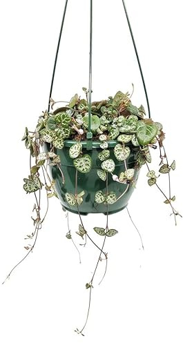 Ceropegia Woodii con Colgador Planta Enredadera de Interior con Hojas con Forma de Corazón