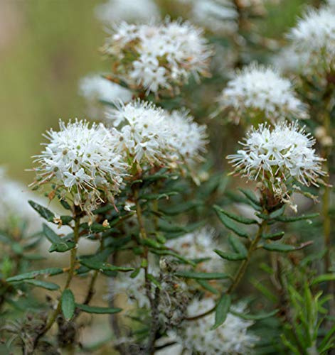 Sumpfporst 20-30cm - Ledum palustre - lebende Gartenpflanze aus den Baumschulen