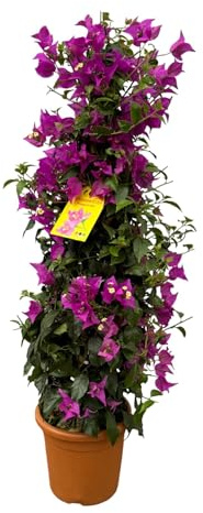 Drillingsblume Bougainvillea Pyramide 80cm – Ø17cm – blühende Kletterpflanze als Pyramidenform – leuchtende Farben für Terrasse, Balkon & Garten