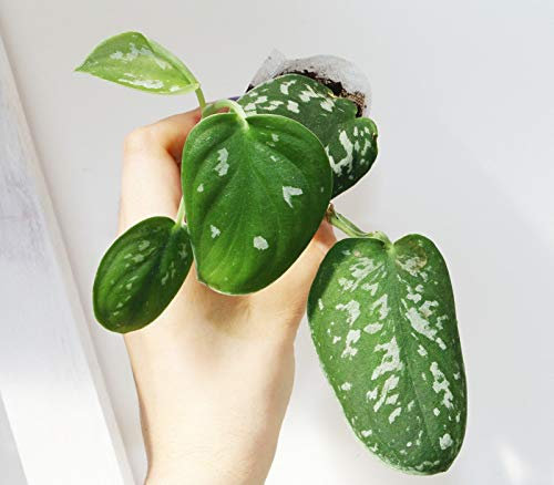 Portal Cool Scindapsus Pictus Argent Pothos Philodendron Epipremnum Houseplant Enracinée
