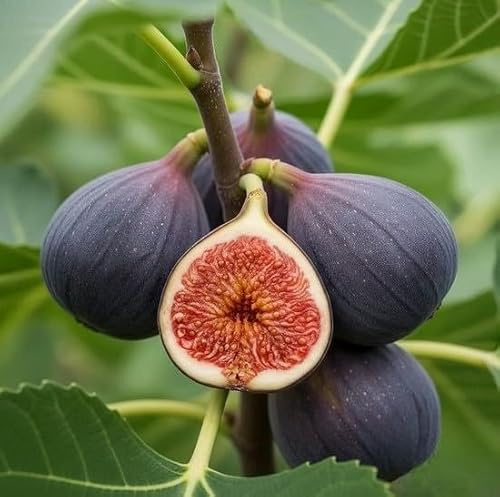 Noire de Bellone Feigenbaum, Ficus carica Winterhart bis -18°C, Essbare Früchte, Violett, 1 Stück