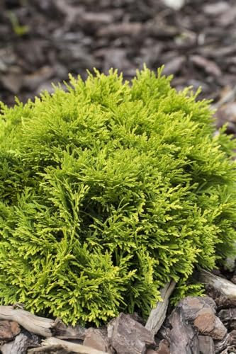 Thuja occidentalis 'Mirjam' 20-25 cm – Winterhart, Immergrün, Pflegeleicht – Lebensbaum – Konifere für Beet & Kübel