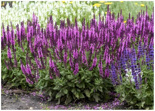 Stauden Gänge 10 x Salvia nemorosa 'Sensation Pink' Pinker Steppensalbei | Pinke Staude für Sonne, Blüte Juni bis September, mehrjährig, 1 L Topf (11x11 cm)