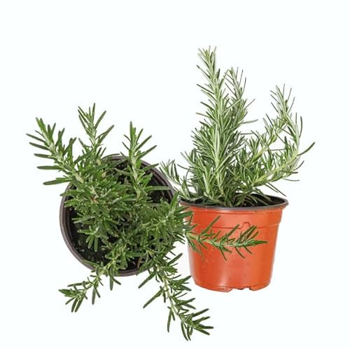 Plantas de Romero - DECOALIVE Set de 2 Plantas Naturales - Plantas Comestibles