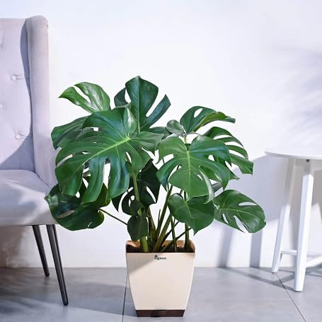 Lot de 50 graines fraîches de Monstera vert