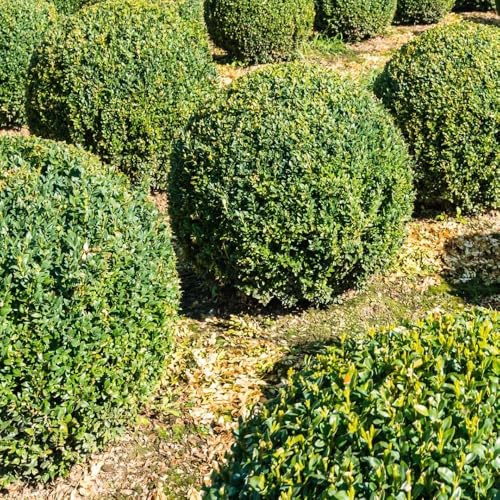 semillas de boj seto sombra perennes resistentes bonsái de ornamentales hoja perenne resistente arbusto 120pcs