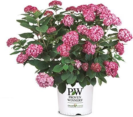 Proven Winners 2 Gal. Invincibelle Ruby Hydrangea Shrub