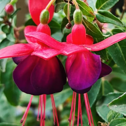 fuchsien, bodendecker winterhart mehrjährig fuchsiensamen blumenwiese, steingartenpflanzen winterhart blumenbeet 600pcs