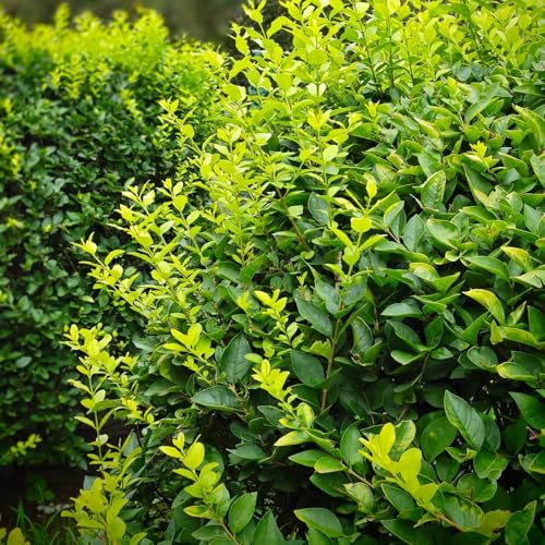 Semillas de seto de aligustre, de otoño Ligustro lucidum, raras de jardín de rocas para lugares soleados arbustos de rápido crecimiento 100pcs