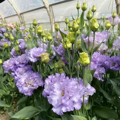 eustoma lysanthus - lisianthussamen gartendeko für draußen blumensaat indoor kräutergarten sommerblumen balkongewächshäuser schmetterlingsflieder schnittblumen Eustoma gartenblumen 400samen