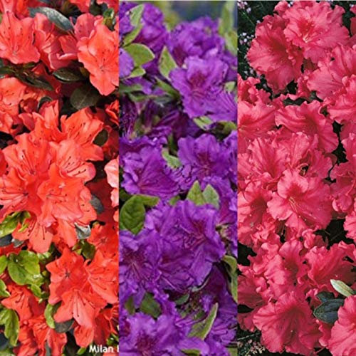 Carbeth Plants Azalea Plant - 3 x 9cm Mixed Azaleas Ready to Plant Outdoor - Geisha Orange, Purple, Red Evergreen Shrubs - Garden Plants in Pots for Outside