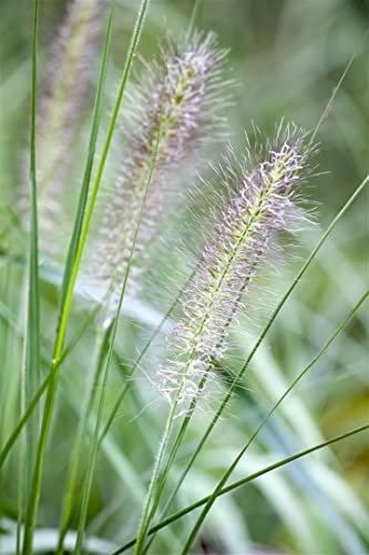 Lampenputzergras Pennisetum alopecuroides Cassian Ziergras winterhart