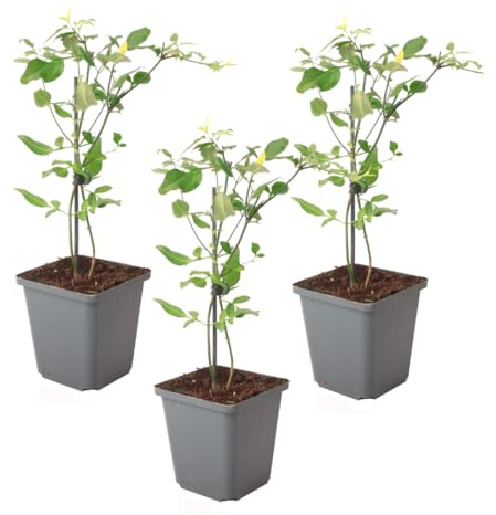 Plant in a Box - Jasmin 'Summer Scent' - 3er-Set - Jasminum x stephanense - Rosa - Topf 9 cm - Höhe 25-40 cm