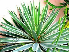 Seltene Agave ANGUSTIFOLIA Variegato @ Esotico Succulente Cactus sementi di piante 30 semi