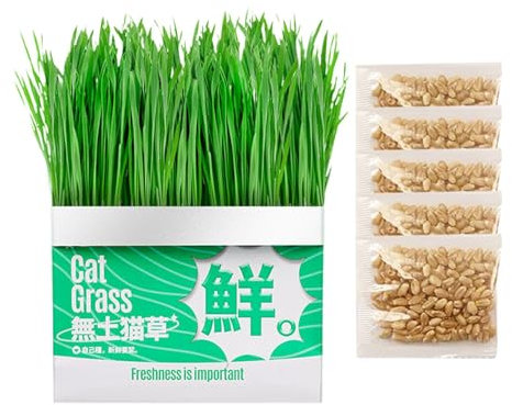 Katzengrashydroponic-Topfbox, Innensprouting-Kit, Kompakte Katzengrün-Wachstumstopf, Entwässerungssystem, Umweltfreundlich, 14x7x13 Cm/5,51 X 2,76 X 5,12 Zoll, Für Das Anbau Von Gras Im Innenräumen