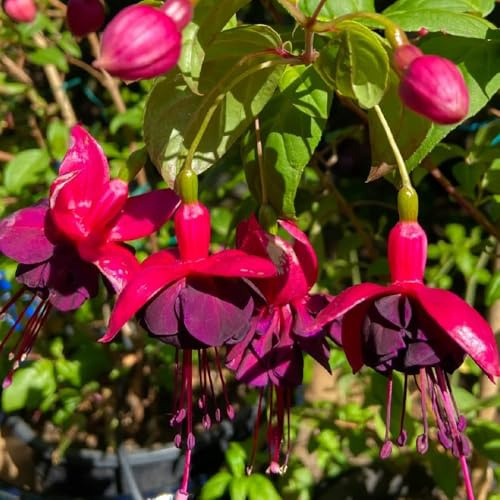 100samen fuchsien - balkon deko winterfeste für garten wildblumensamen frühlingsblumen balkon dachbegrünung bonsai balkonblumen