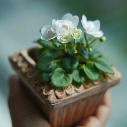 usambaraveilchen schattenpflanzen zimmerbonsai minigarten bio 225samen