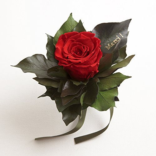 Ewige Rose konserviert Rosenstrauß mit Goldschrift Merci 3 Jahre haltbar Danksagung Gastgeschenk ROSEMARIE SCHULZ® (Rot)