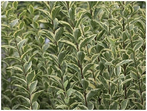 Stauden Gänge 100 x Ligustrum ovalifolium 'Argenteum' (Gehölz/Heckenpflanze/Winterhart/Mehrjährig/Immergrün) Weißbunter Liguster - Stilvolle Hecken für ein edles Gartenbild