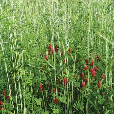 Fall Green Manure Mix Seed Kit - Cover Crop and Soil Builder, Easy to Grow, Build Biomass - Ships from Iowa, USA (5 Pounds)