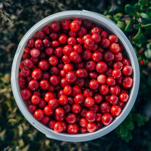 semi di mirtillo rosso, mirtillo rosso, resistenti all'esterno Macrocarpon vaccinico, esotici, verdi per il giardino 80pcs