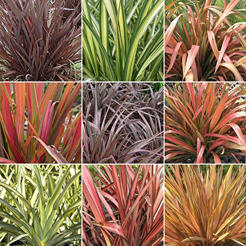 GardenersDream 10 x Mixed Phormium Outdoor Plants - Live Evergreen Hardy Shrubs - Healthy Outdoor Garden Ready Potted Plants - Ornamental Grass Plant for Gardens, Patio, Borders (30-40 cm)