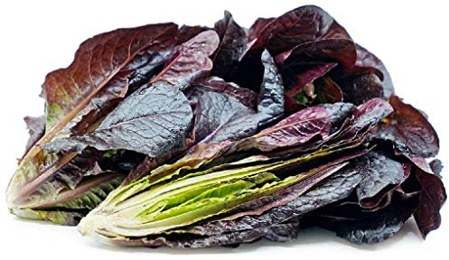 PREMIER SEEDS DIRECT LETTUCE RED ROMAINE COS 30 GM ~ 23,700 SEEDS - BULK