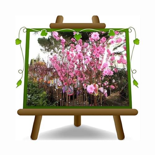 EURO PLANTS VIVAI Pesco da Fiore Rosa Pianta Ornamentale Età 4 Anni | su Vaso da 26 cm - *Altezza: 180 – 200 cm.