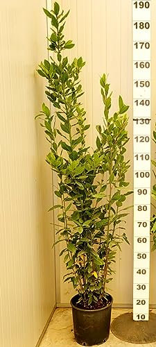 POWERS TO FLOWERS - LAURO, LAUROCERASO SET 4 PIANTE, PIANTA PER SIEPE, VASO 24CM DIAMETRO, ALTEZZA MINIMA 140CM, piante vere