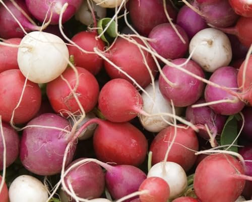 Vegetable Seeds for Planting UK, Grow Your Own. Easy to Grow Indoor, Outdoor Non-GMO (Radish Mixture of Round Varieties, 700 Seeds)