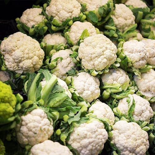 Semi di cavolfiore - sostenibili verdi resistenti vecchie varietà aromatiche da giardino raro giardino sul balcone semi di invernali 30pcs