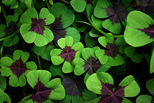 Iron Cross Shamrock Bulbs - 10 Bulbs to Plant - St. Patrick's Gift - Iron Cross Shamrocks - Fast Growing Year Round Color Indoors or Outdoors - Oxalis Shamrock Bulbs - Unique Four-Leaf Foliage