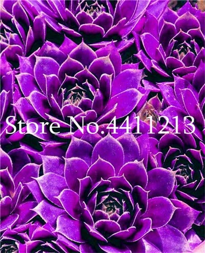 Bloom Green Co. 300 Pcs Sempervivum Bonsai tedesco Le importazioni di fiori in vaso bonsai Succulente radiazioni carnoso pianta Viola Sempervivum tectorum: 7