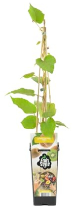 Bloomique - Actinidia Deliciosa 'Jenny' - Kiwipflanze - Obstpflanzen - Gartenpflanzen - Winterhart - Topf 14 cm - Höhe 60-70 cm
