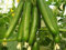 Genipap Graines de concombre Holland Hothouse F1 - Concombre vert foncé de 15de long Excellent !! (100 - graines)