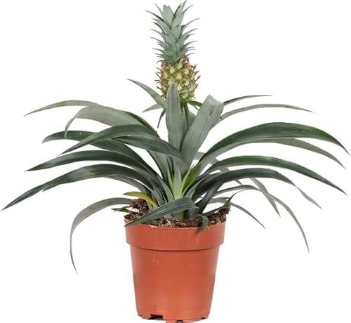 Planta Piña Natural | DECOALIVE | Ananas Comosus | Planta Que Produce Frutas de Piña Comestibles