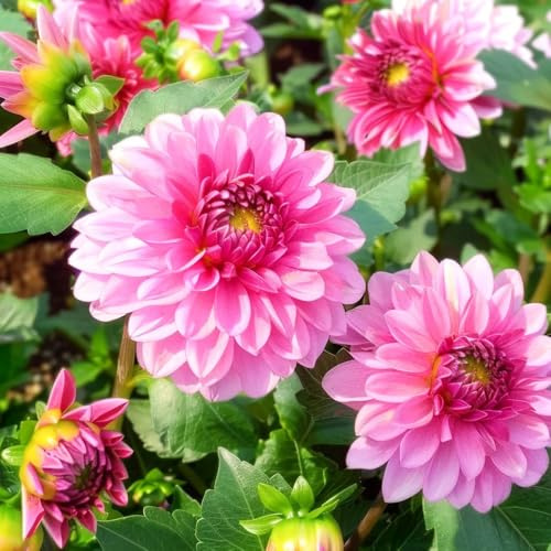 tubérculos de dalia resistentes - jardín perennes exóticas balcón 5pcs