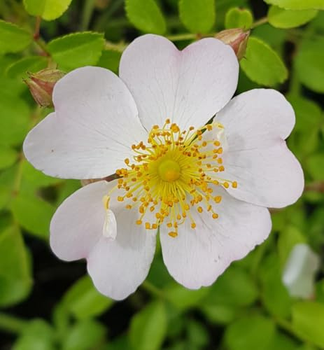 Rosa SANS CONTRAINTES® ROSE DU SOLEIL 'Korlitare'/ Rosier Couvre-sol/Conteneur de 3 à 4 litres