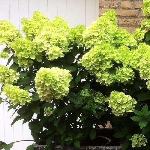 Hortensien Winterhart Mojito (3 Pflanzen) - Hydrangea Pflanzen aus Holland - Echte Garten Hortensie (kein Samen, nicht künstlich) - Mehrjährig für Garten und Balkon