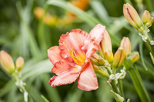 Hemerocallis x cultorum 'Maikönigin' 11x11 cm Topf – Winterhart, Mehrjährig, Pflegeleicht – Taglilie – Staude für Beet & Rabatte